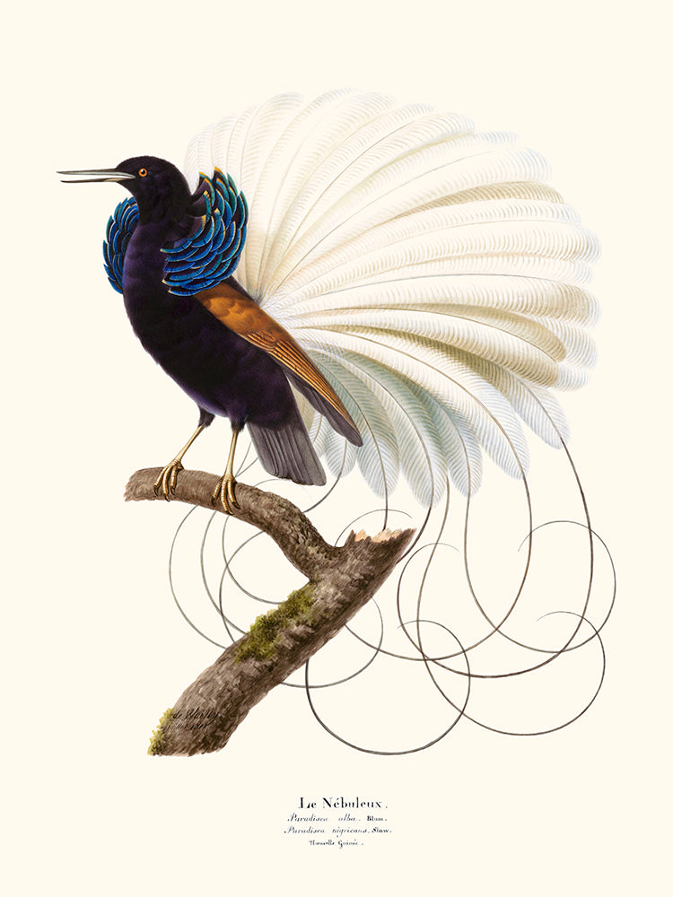 Le Nébuleux,Plumes de Paradis 8 - The Bradery