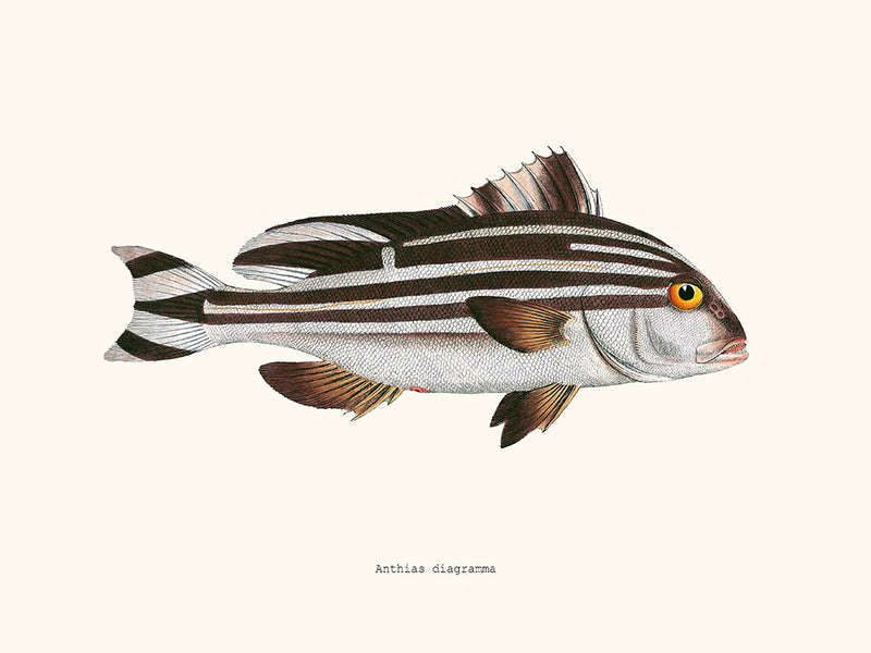 Anthias diagramma