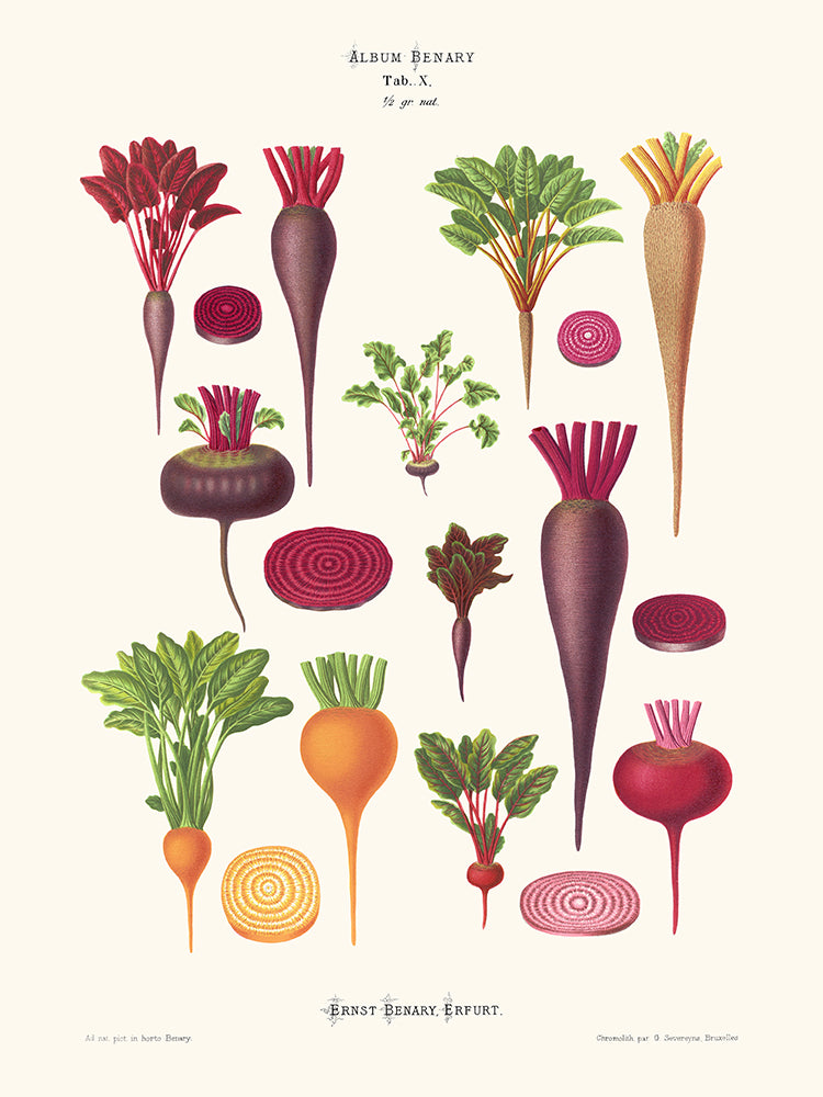 Betteraves - Ernst Benary