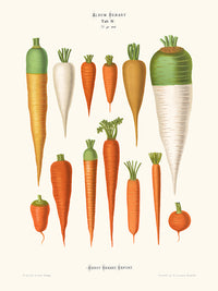 Carottes - Ernst Benary