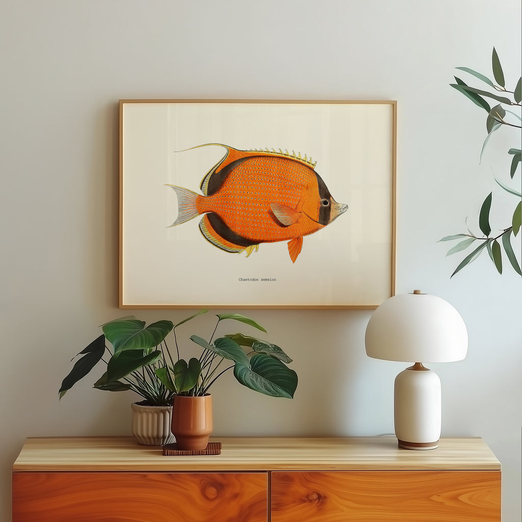 Chaetodon semeion – Cartes-gravures.com