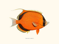 Chaetodon semeion