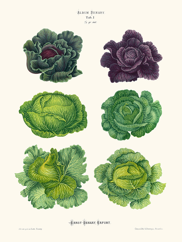 Choux - Ernst Benary