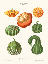 Coloquintes - Ernst Benary