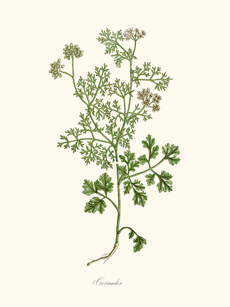 Coriander - Coriande