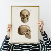 Anatomy Pl7 Skull