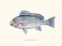 Diagramma punctatissimum