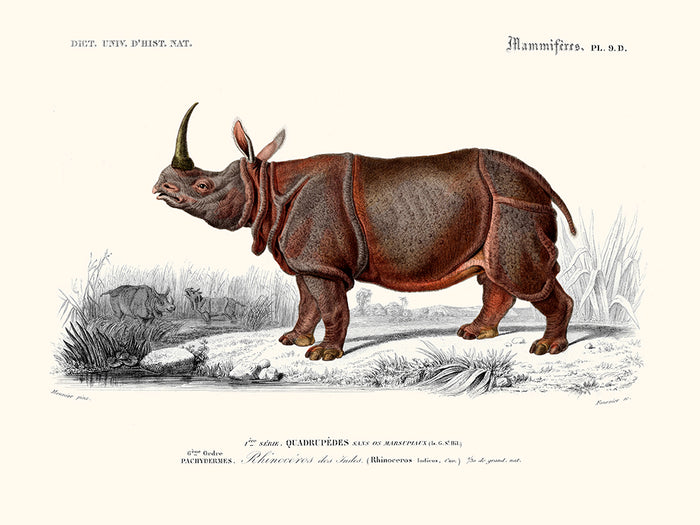 Rhinocéros