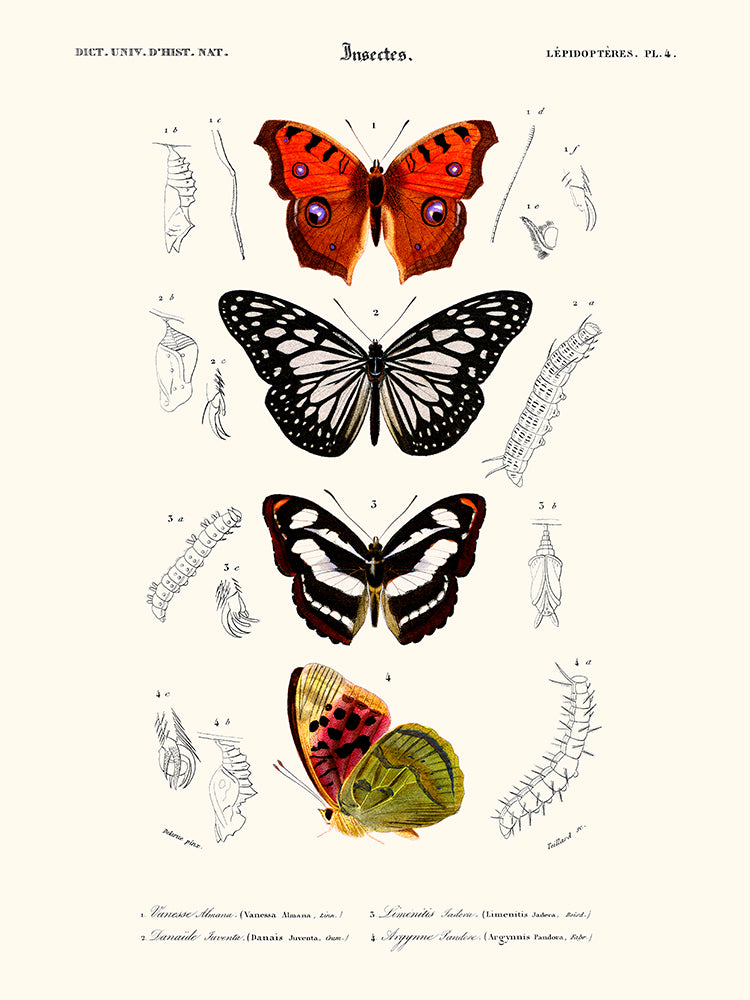 mariposa vanesse