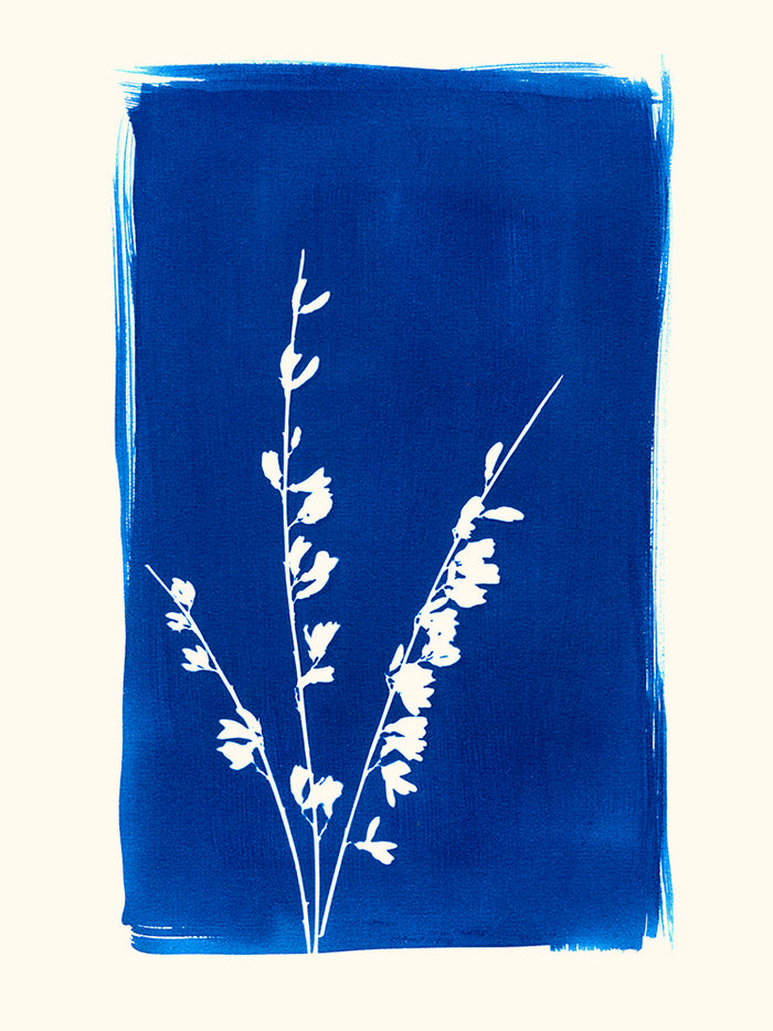 Fleurs de genêt par les Papiers Bleus