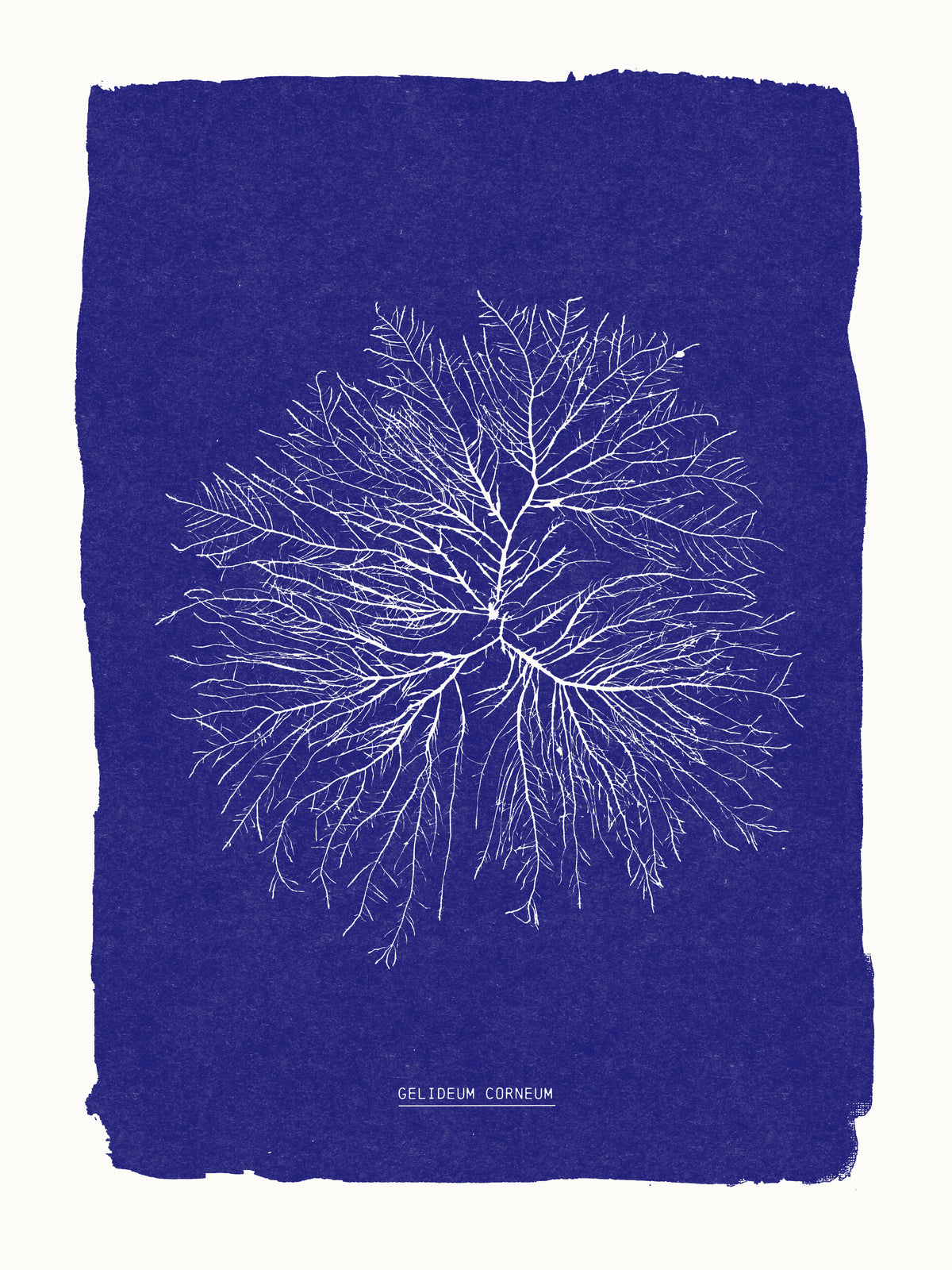 Cyanotype algues Gelideum corneum