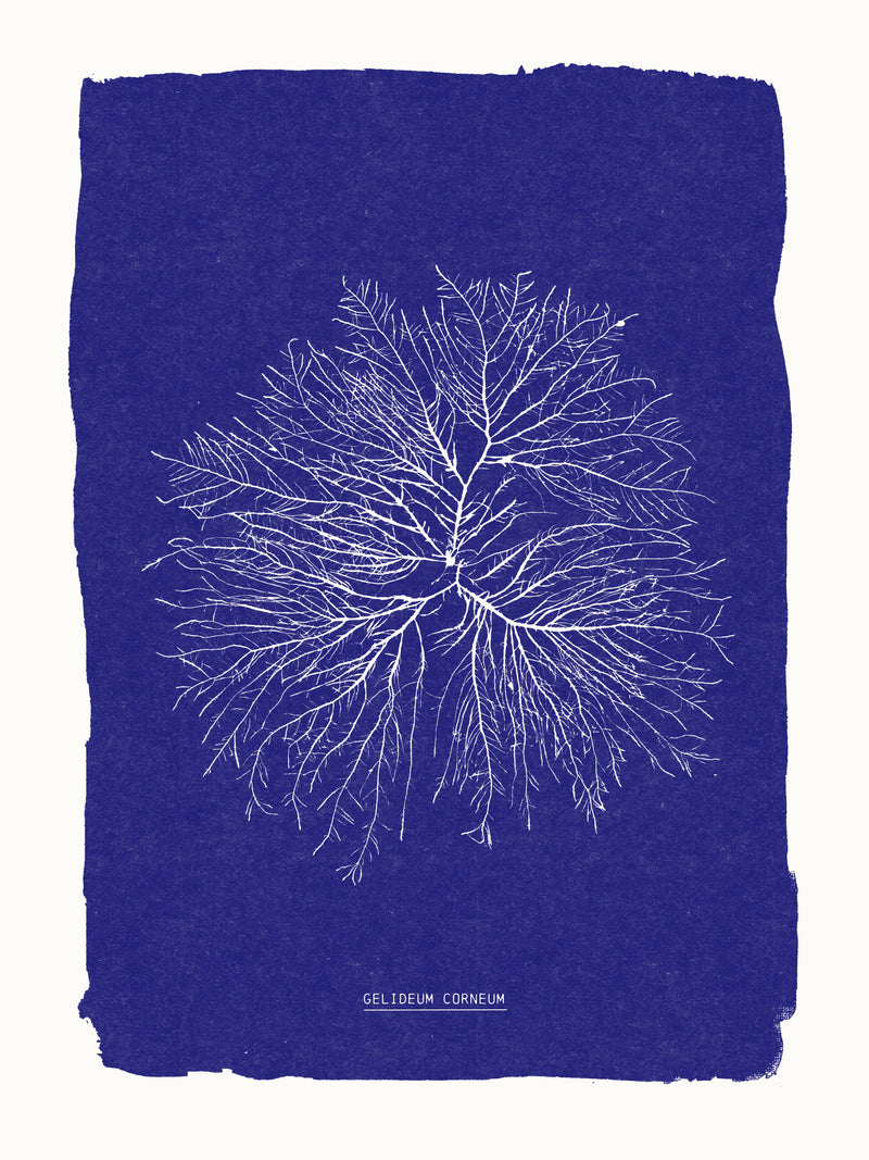 Cyanotype algues Gelideum corneum