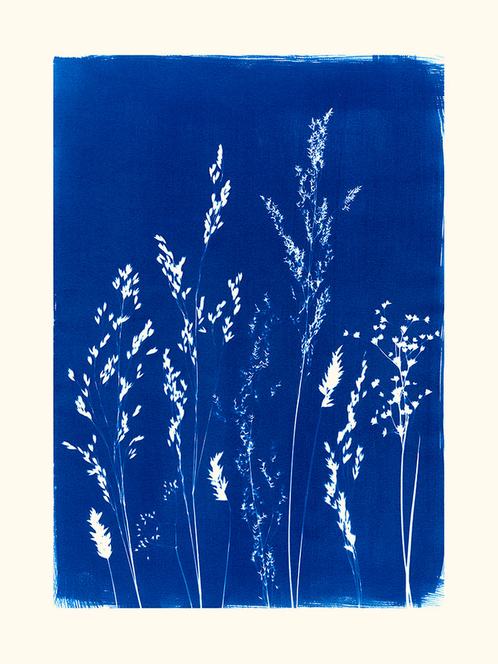 Graminées par les Papiers Bleus