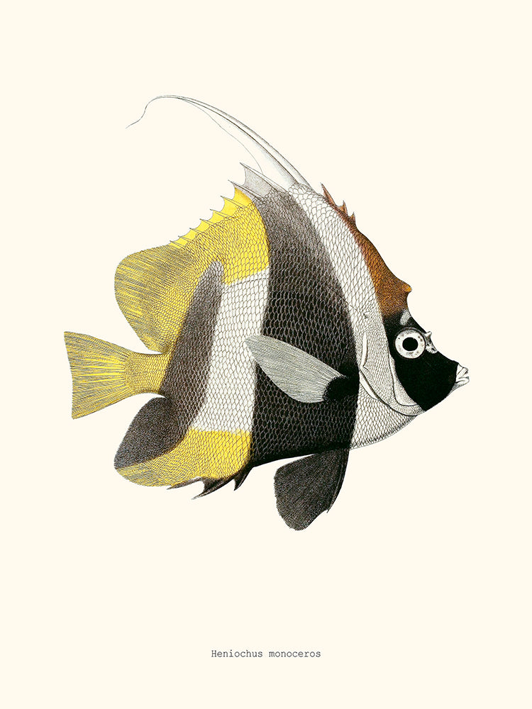 Heniochus monoceros