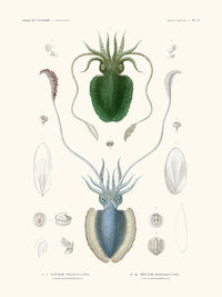 Sèche vermiculée - Mollusques PL1 - L'Astrolabe
