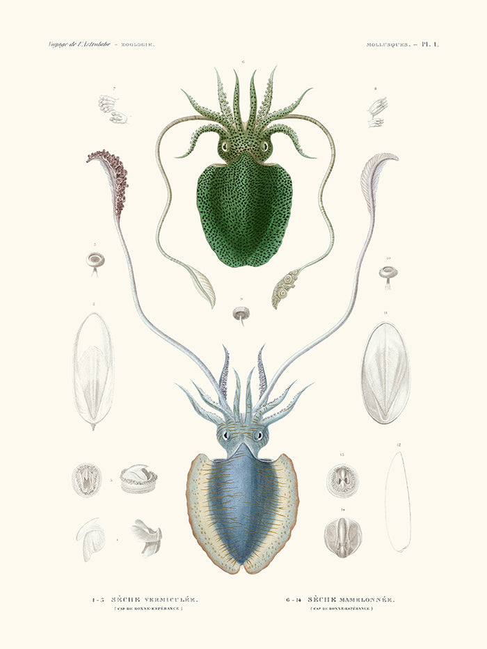 Sèche vermiculée - Mollusques PL1 - L'Astrolabe
