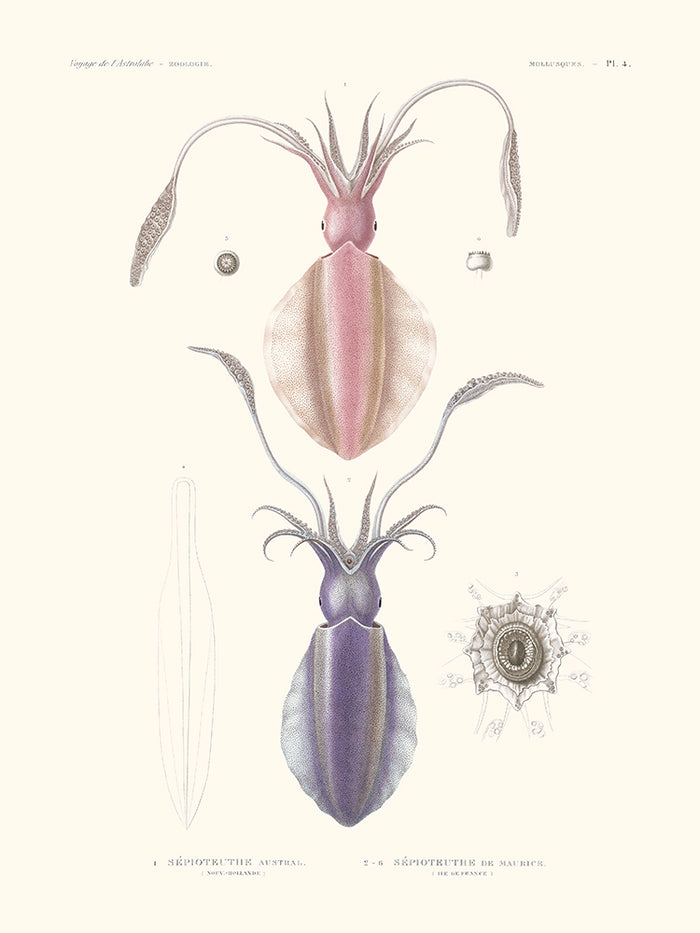 Sépioteuthe austral - Mollusques PL4 - L'Astrolabe