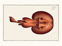 La Torpille