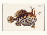 Le Crapaud de Mer