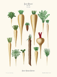 Légumes racines - Ernst Benary