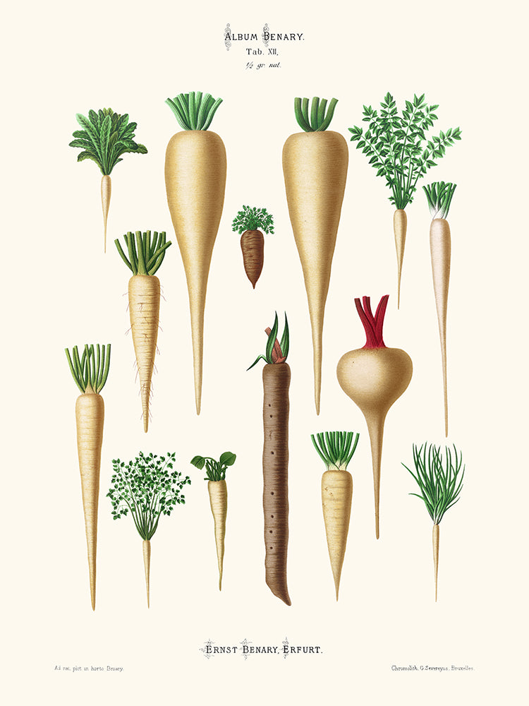 Légumes racines - Ernst Benary