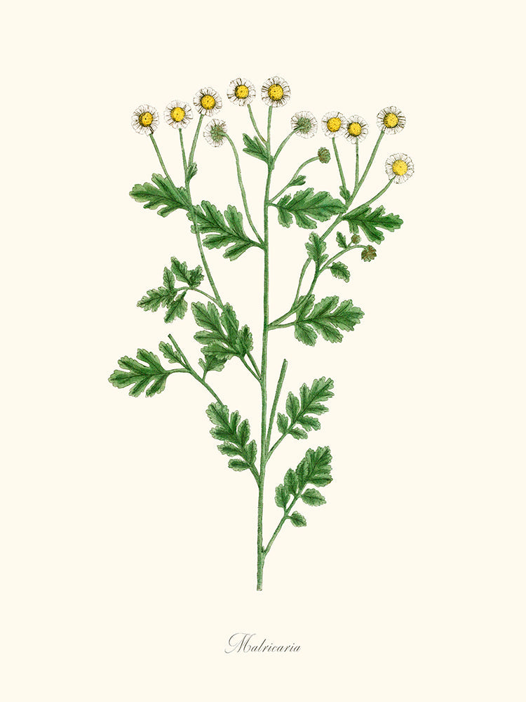 Matricaria - Camomille sauvage