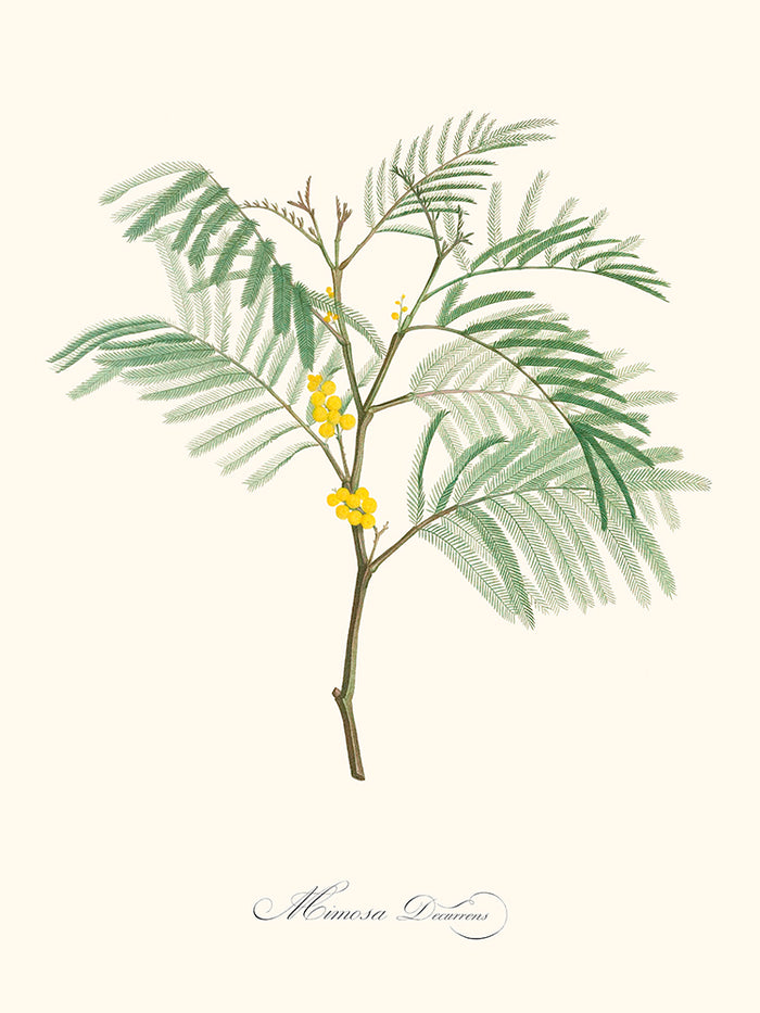 Mimosa