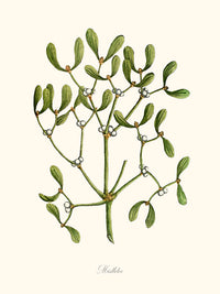 Mistletoe - Gui