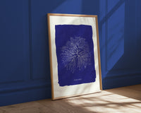Mise en scène d'un cyanotype de l'algue Gelideum.
