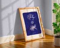 Mise en scène d'un cyanotype des algues  Rhodomenia bifida. 