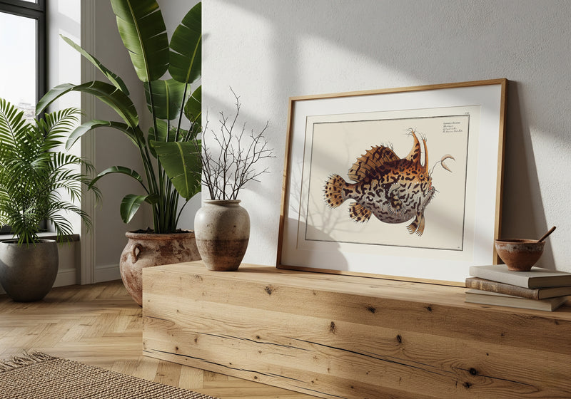Le Crapaud de Mer