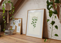 Matricaria - Camomille sauvage