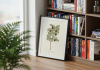 Limonaire, Lemon Tree