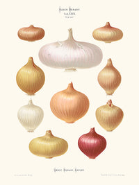 Oignons - Ernst Benary