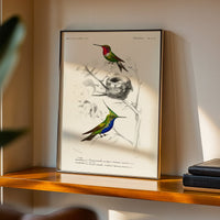 Oiseau mouche