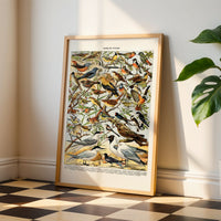 Aves (Bisbita...)