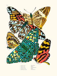 Butterflies Pl3