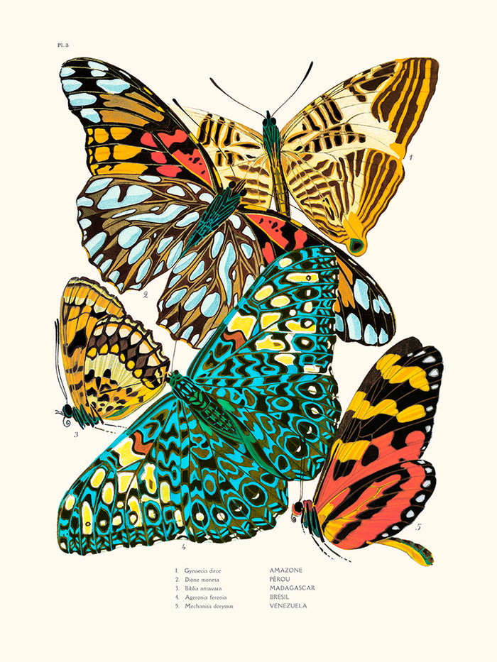 mariposas pl3