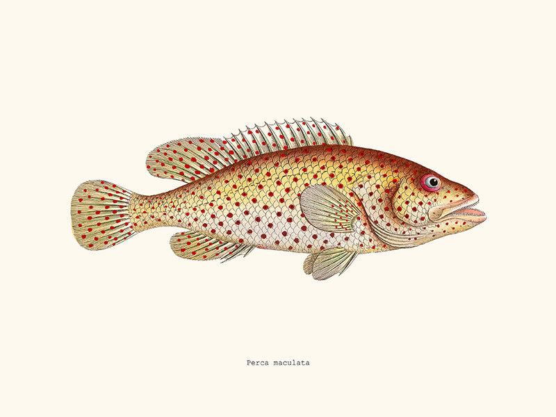 Perca maculata
