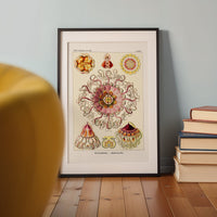 Peromedusae d'Ernst Haeckel