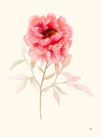 Pivoine par Hélène Monfort