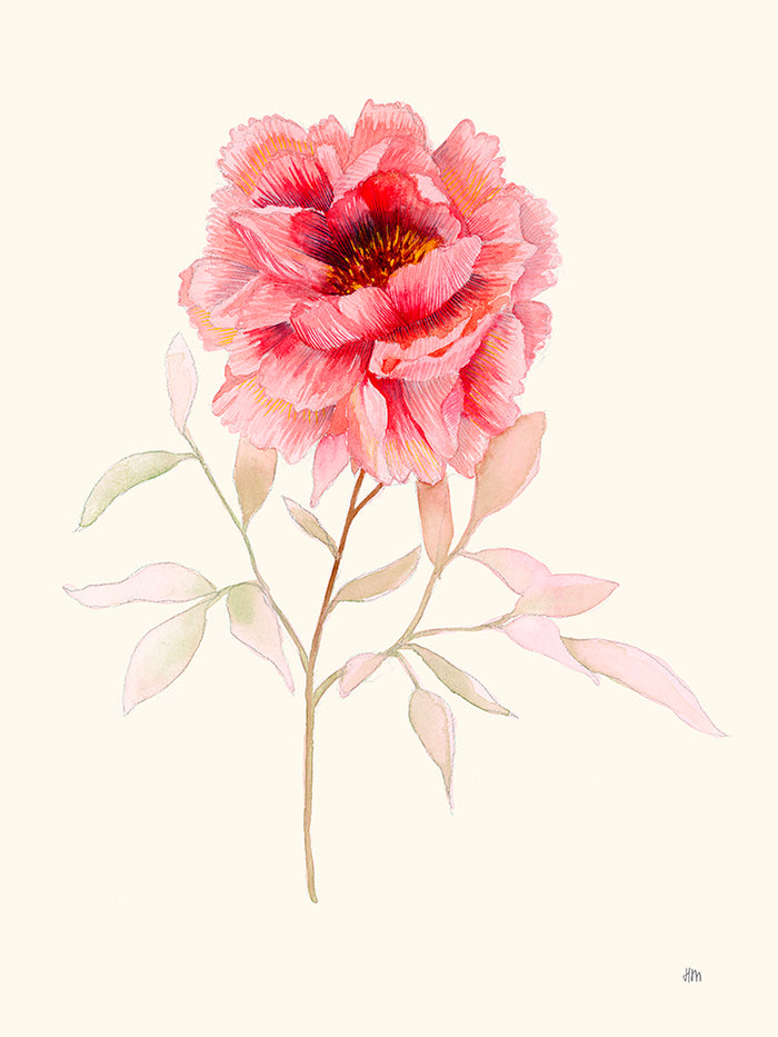 Pivoine par Hélène Monfort