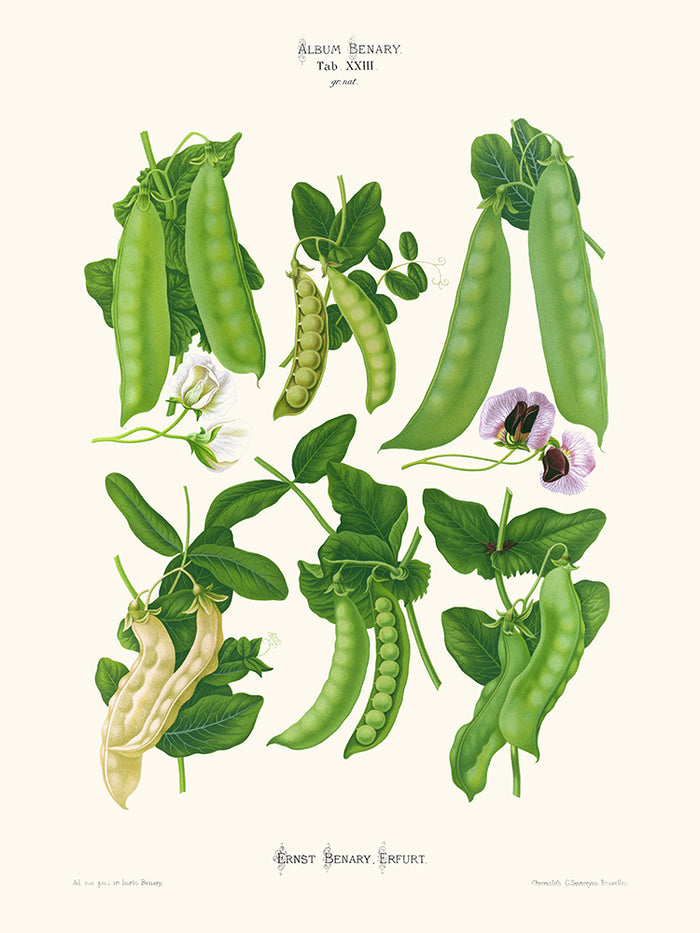 Pois  - Ernst Benary