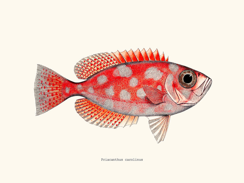 Priacanthus carolinus