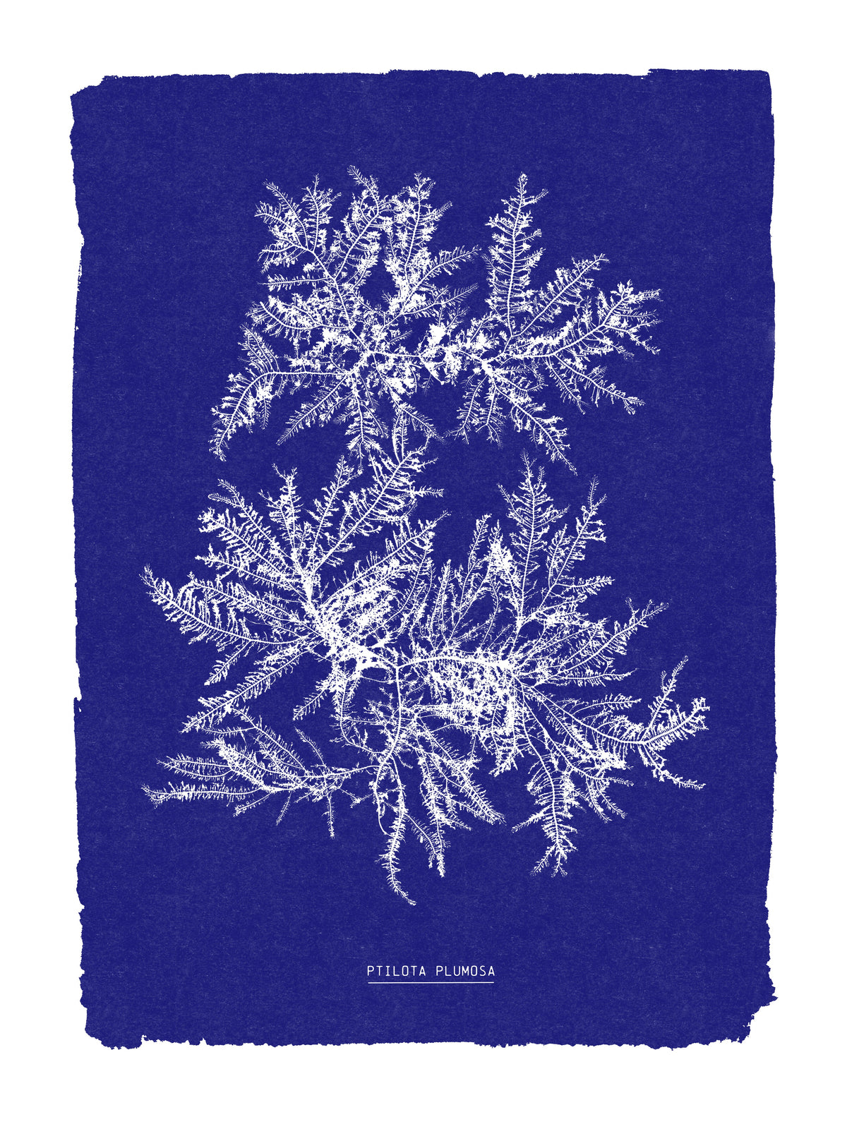 Image Alt Text
