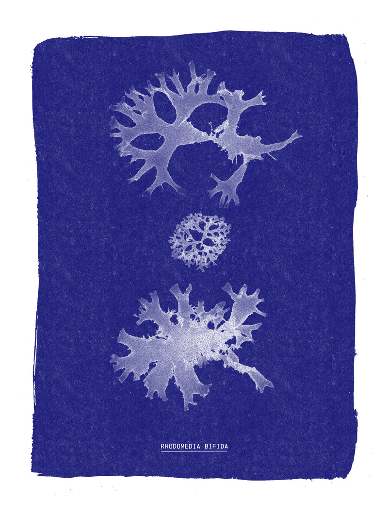 Cyanotype algues Rhodomenia bifida