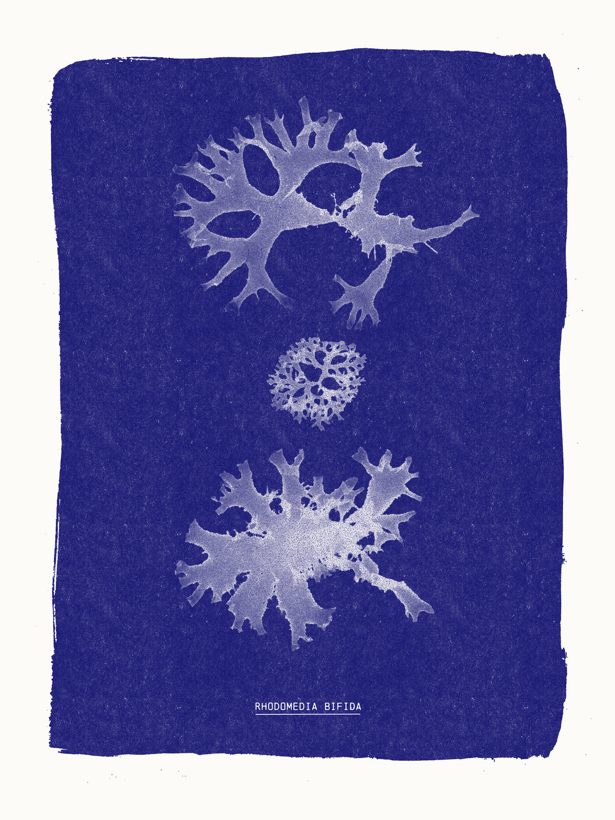 Cyanotype algues Rhodomenia bifida