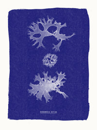 Cyanotype algues Rhodomenia bifida