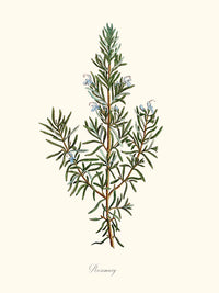 Rosemary - Romarin