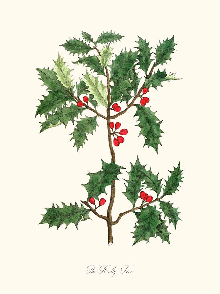 The Holly Tree - Le Houx